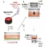 還在做劃痕實驗？——來看看3D培養(yǎng)水平的wound healing實驗吧！